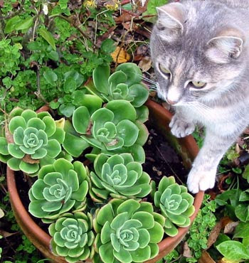 Succulents