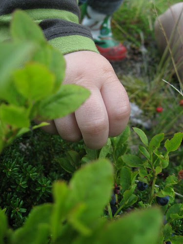 Picking blueberries
