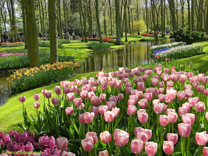 Trend 20+ Foto Bunga Taman