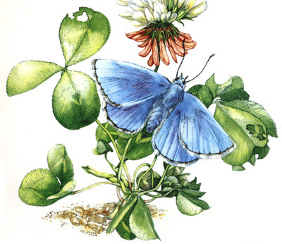 butterfly