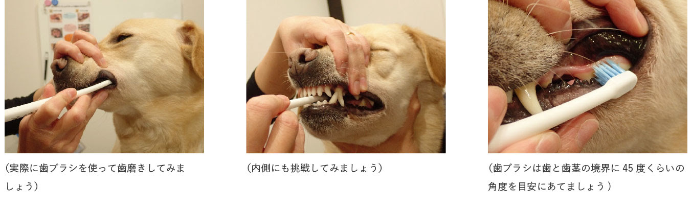 デンタルケア 烏城ペットクリニック