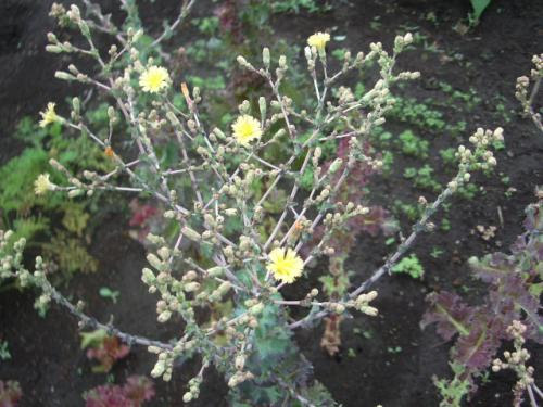 サニーレタスの花 リーフレタス 品種不明