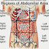 Abdominal Anatomy Female Left Side : Seven Body Organs You Can Live Without - Today's discussion is about the various possible causes of abdominal pain and congenital and metabolic diseases of the liver etc.