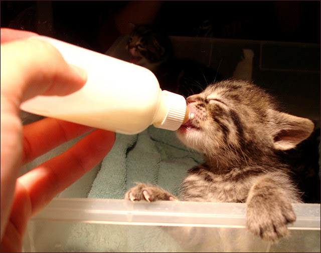 猫と哺乳瓶と思い出 前編 のぐちよの 気になる ブログ