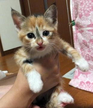 新潟県 一枚目の子猫は タレ目が凄くかわ 猫の里親募集 ネコジルシ