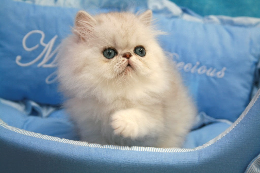 Chaton Persan Disponible Chat Persan Chinchilla