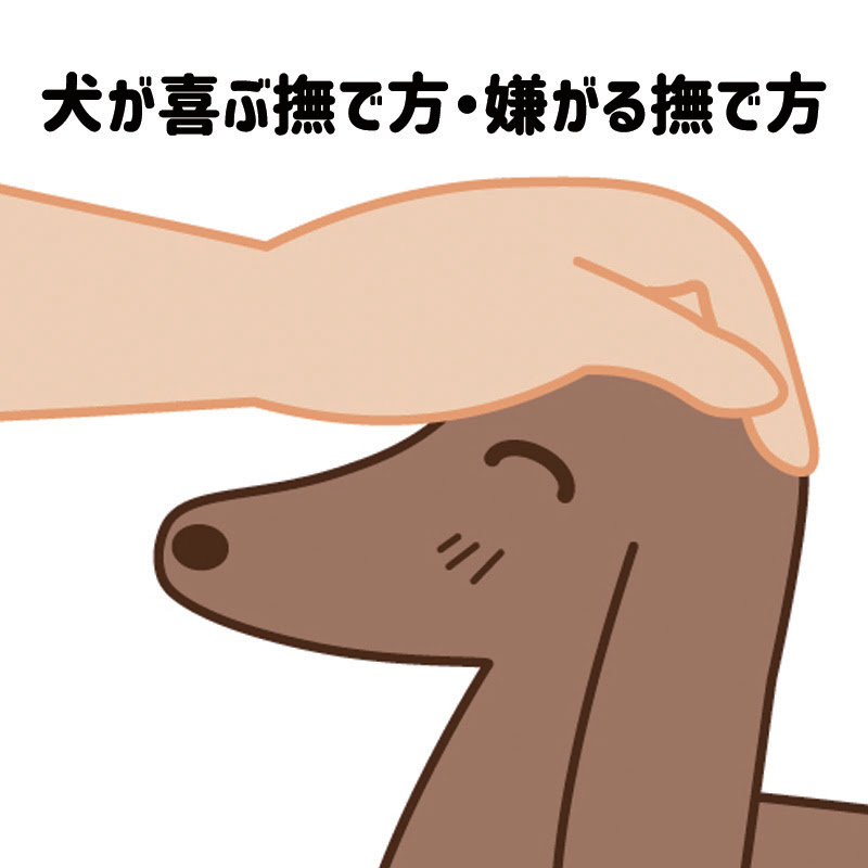 犬が喜ぶ撫で方 嫌がる撫で方を知って 愛犬と仲良くなろう