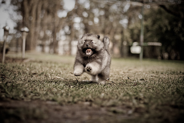 keeshond puppy pictures