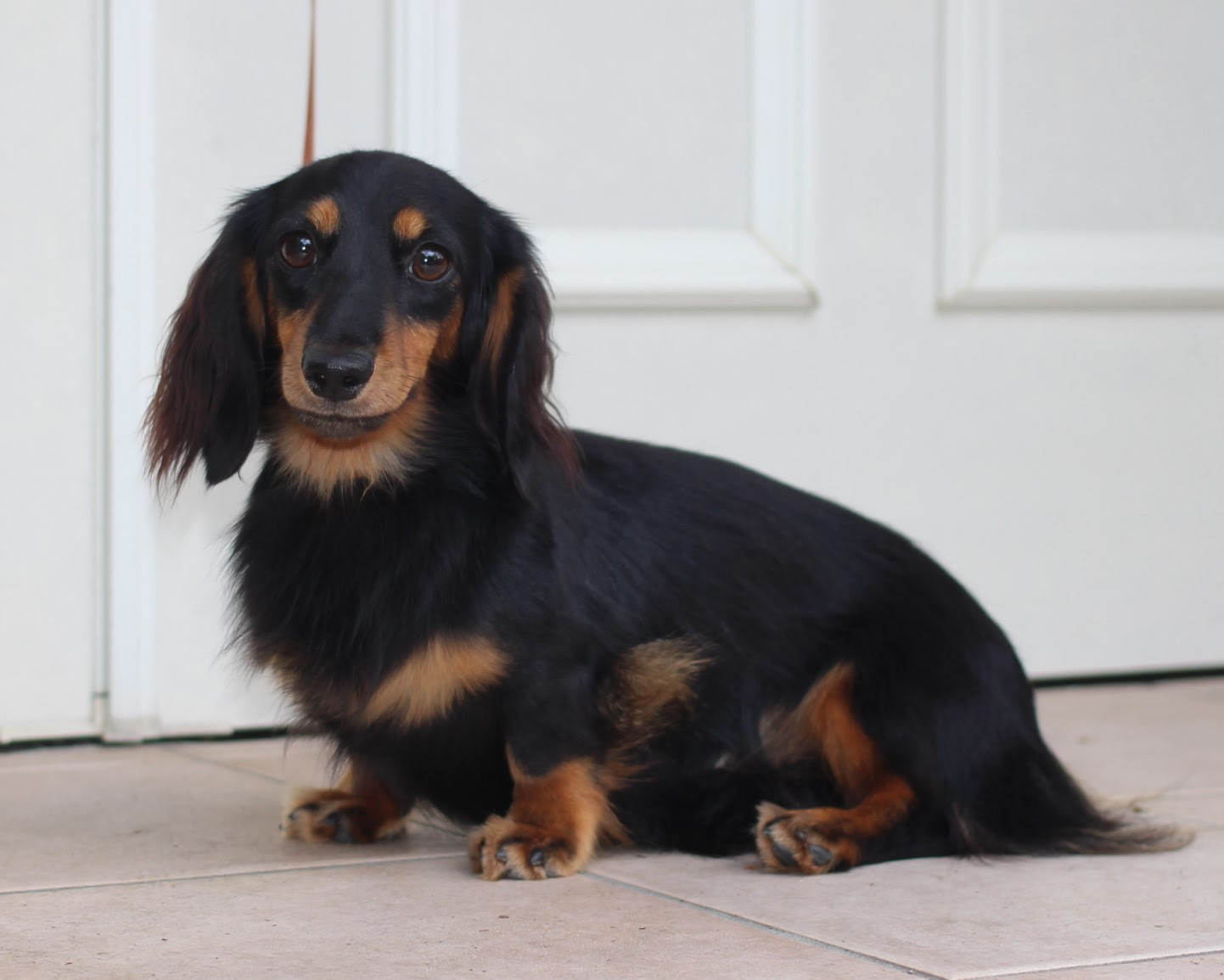 ダックス親犬紹介 ミニチュアダックスフンド専門ブリーダー