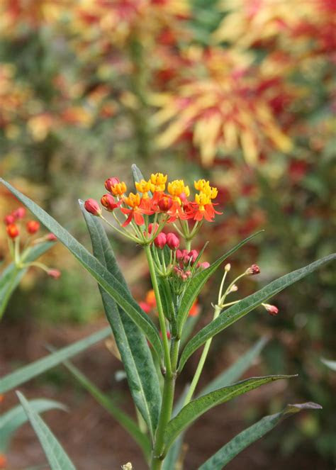 Plant forage mixtures ( e.g. Butterfly bush, butterfly weed welcome namesakes