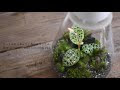 【印刷可能】 アクア テラリウム 植物 おすすめ 173037