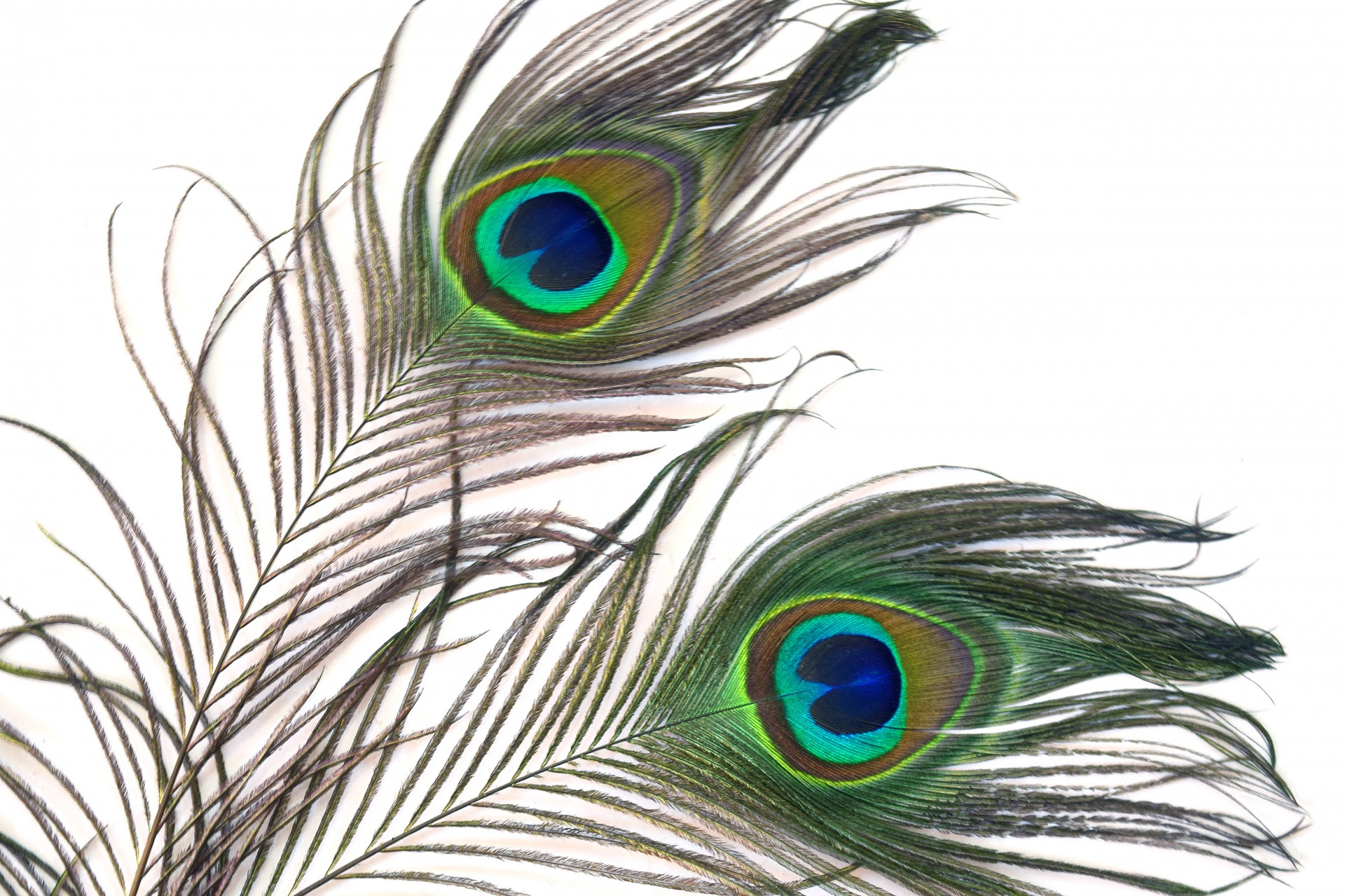 Download Peacock Feathers 6 Free Stock Photo - Public Domain Pictures