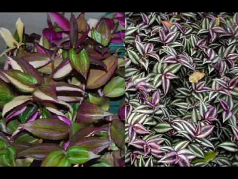 Misere tradescantia zebrina