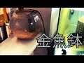 ++ 50 ++ 金魚鉢 飼い方 172265-金魚鉢 飼い方