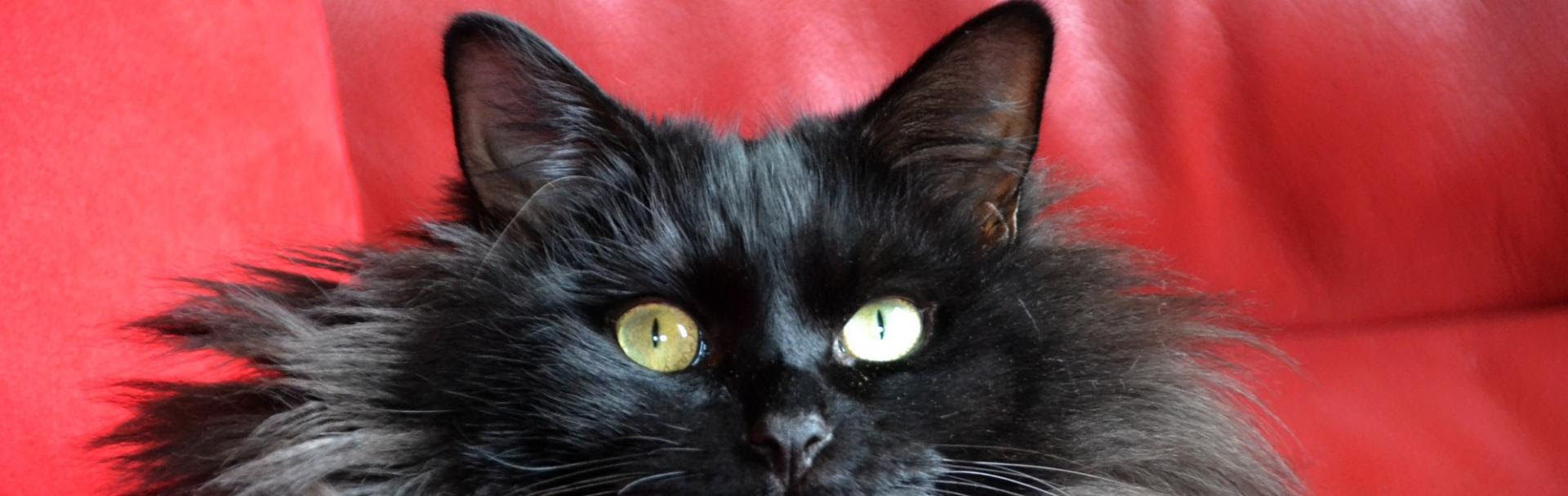 Merveilleux Chats Noirs