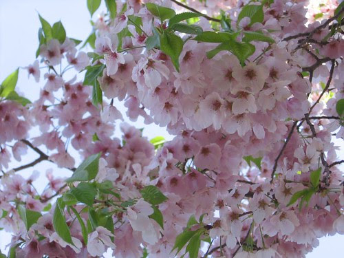 DC cherry blossoms close up