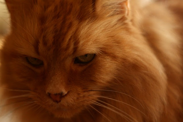 cat