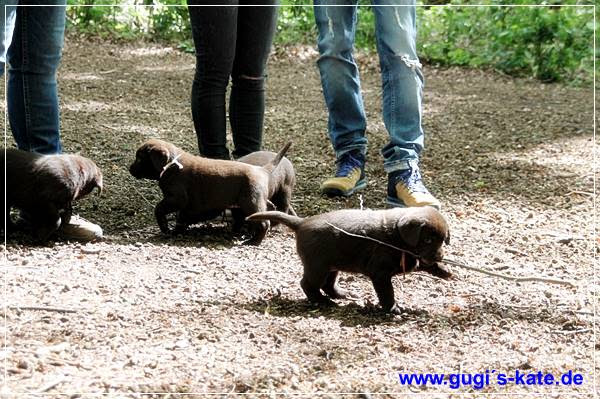 Welpen 2