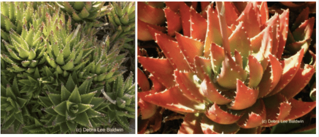 Sun and succulents 