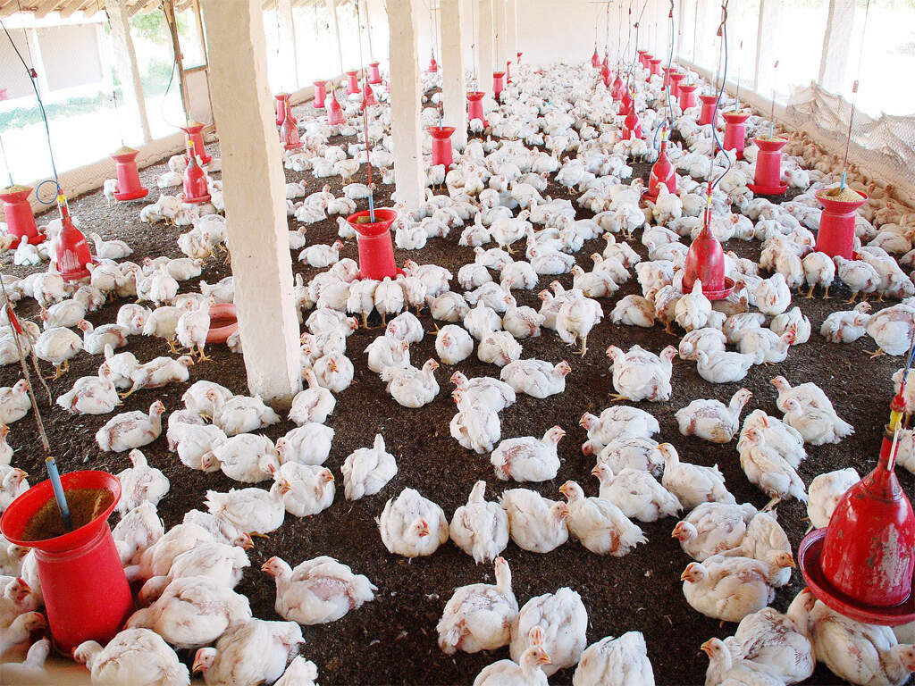 farmers: Farmers learn poultry farming techniques - Times ...