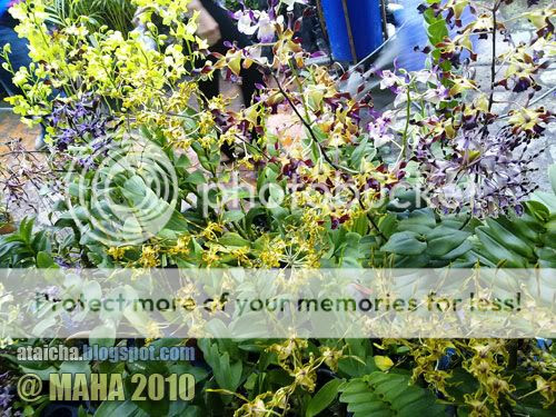 http://i426.photobucket.com/albums/pp344/wansu/04122010113.jpg
