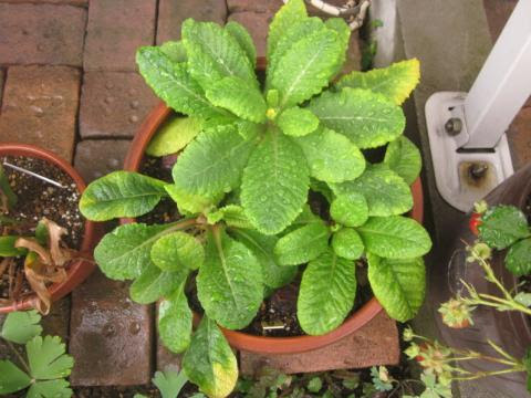 プリムラを夏越し用に植え替えました 猫と園芸