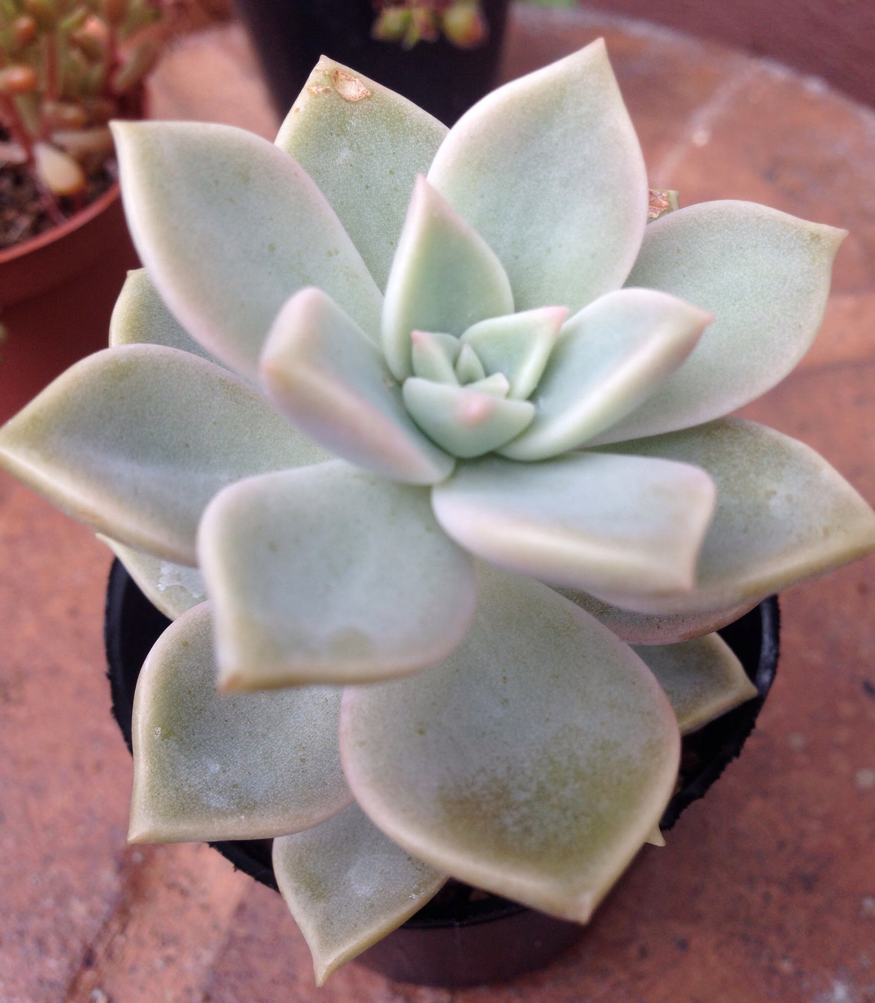 白牡丹 薄氷 姫朧月 Taniku Junkie