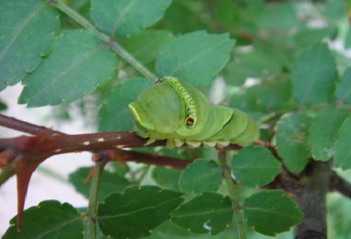 アゲハチョウの幼虫や卵の探し方は 蝶の研究室