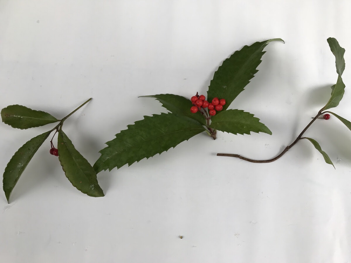万両 千両 十両の見分け方 和風の自然な庭に似合う植物 12月 です Hanana Tree