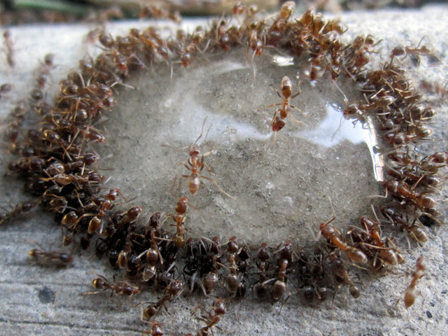 sugar for water wounds battle tw the Ants 3) sugar of water It's drinking almost   (2 like