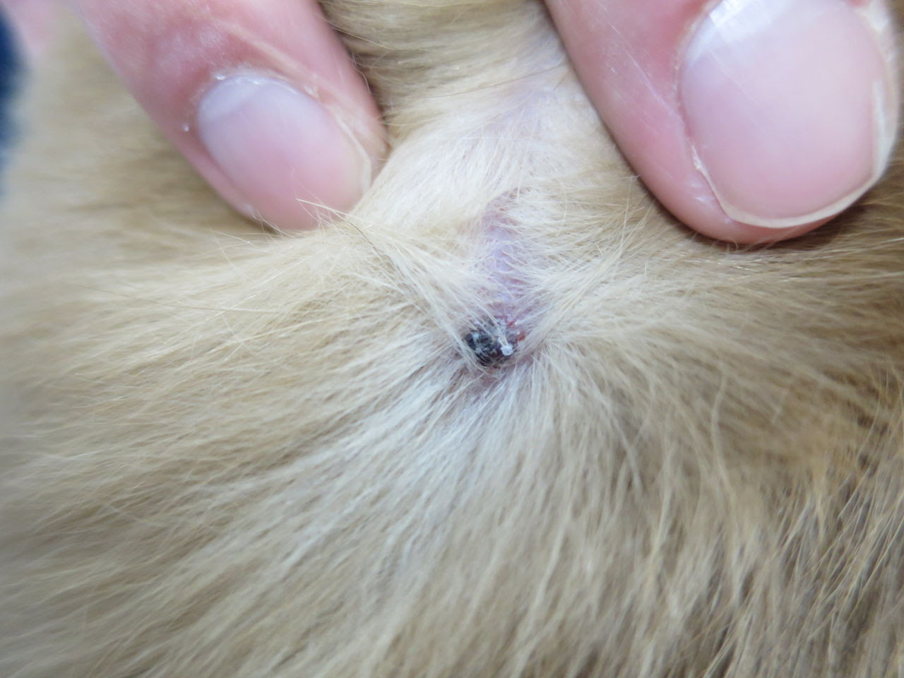 早い 検査官 該当する 猫 皮膚 でき もの 写真 男性 延期する 方言