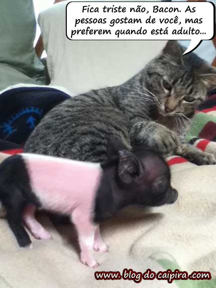 bacon defumado