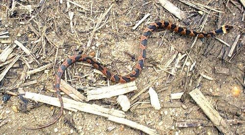 Image hosted by Photobucket.com