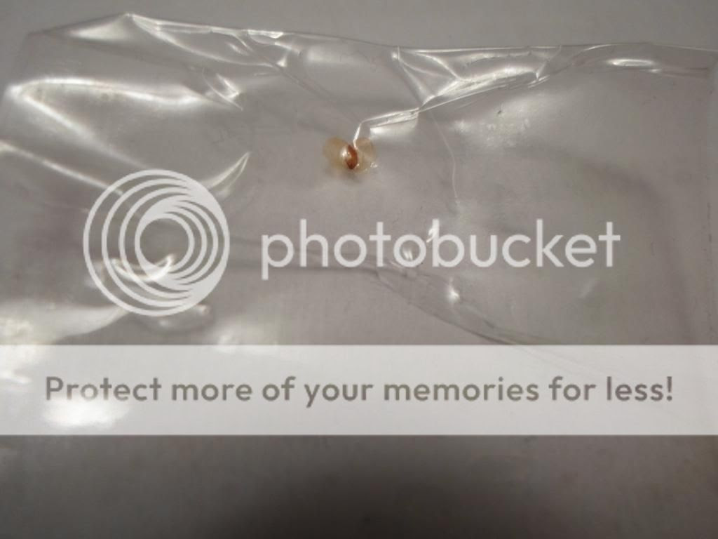 ... Shedding [a: not bed bug related] Â« Got Bed Bugs? Bedbugger Forums