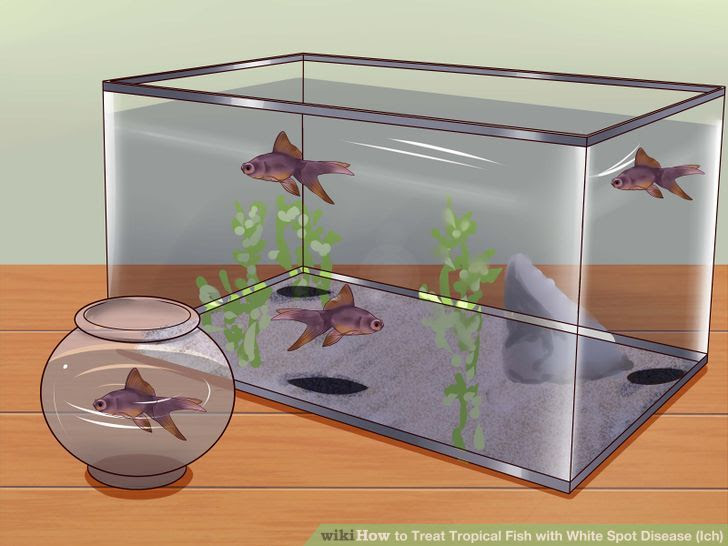 Treat Tropical Fish With White Spot Disease (ich) Step 14.jpg