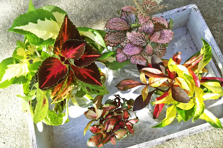 コリウス アキランサス フィットニアは茎挿しできるようなので まずは水挿しして根を出させて増やします ちょっと時期的に遅いですが 初挑戦です