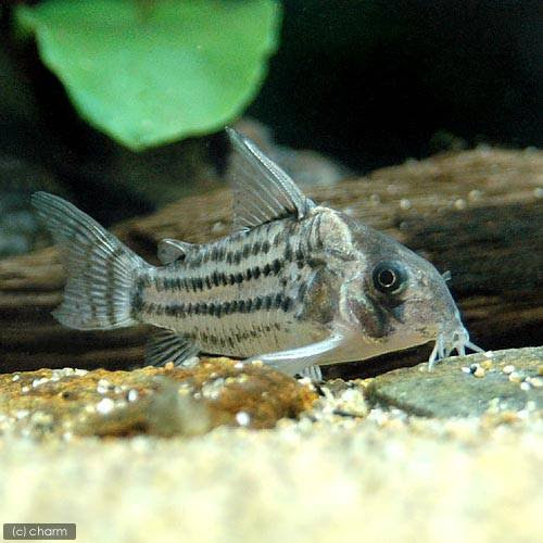 コリドラスを飼おう アクアリウムに熱を燃やす