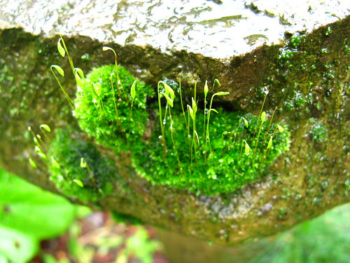 moss on the birdbath