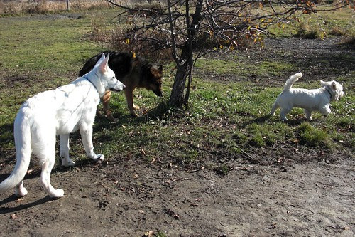 dog park Nov. 3-6