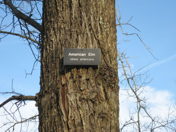 elm tree bark identification. elm tree bark pictures. elm
