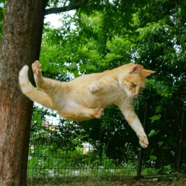 緊急事態 猫の怪我応急処置 猫の総合情報サイト ペットスマイルニュースforネコちゃん