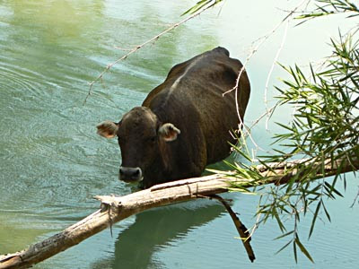 vache 2.jpg