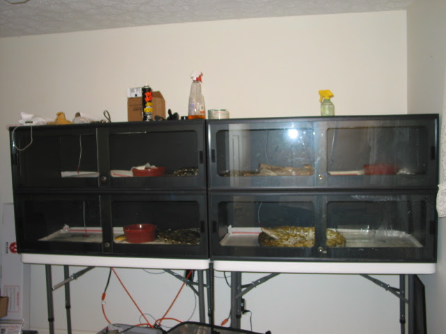 kingsnake.com photo gallery > Reticulated Pythons > Animal ...