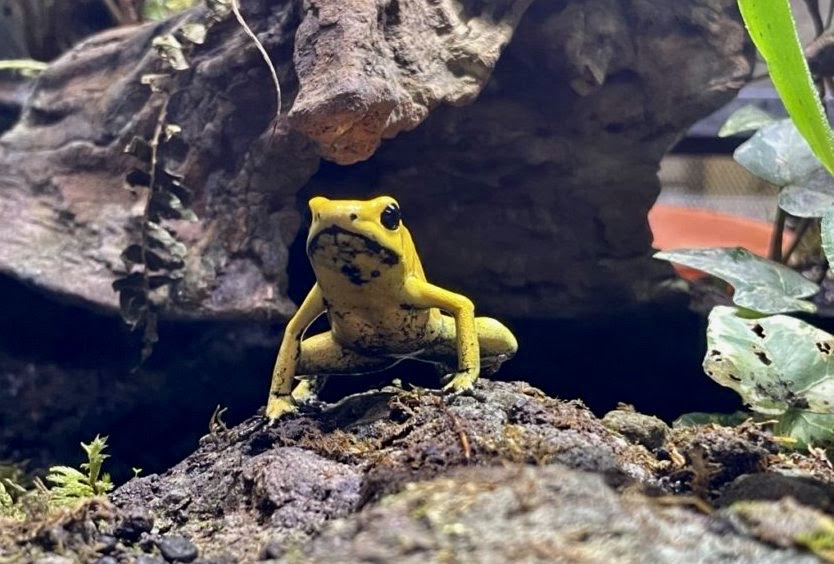 静岡県 カエルが放し飼い カエルだらけ カエル専門動物園kawazooに行ってみた Biboloq