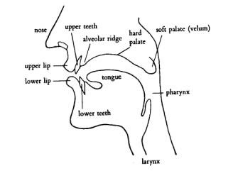 2 The production of speech sounds
