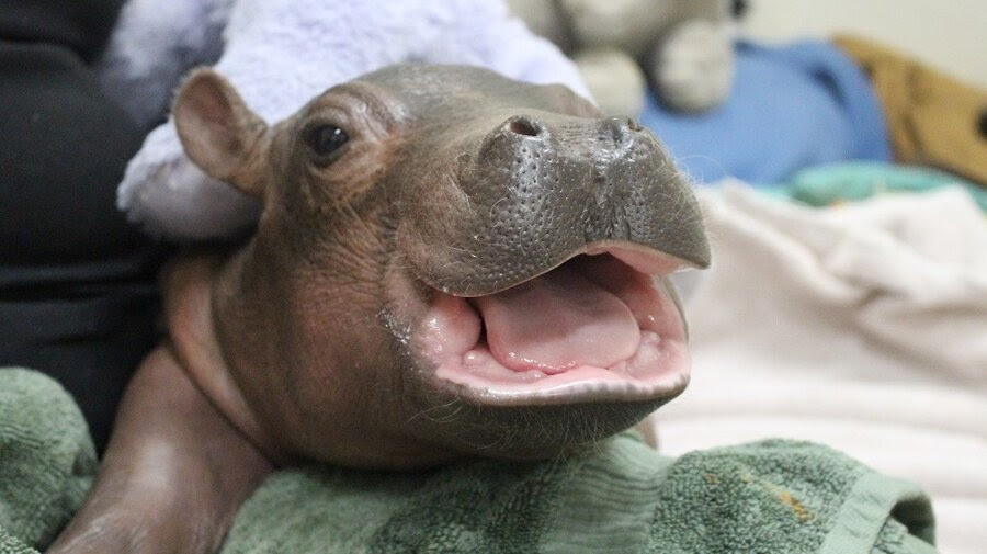 Image result for fiona the hippo