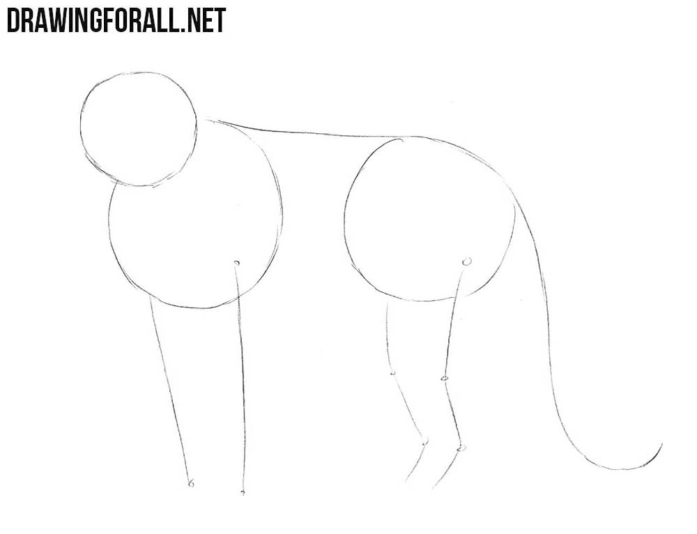 How to Draw a Leopard | Drawingforall.net