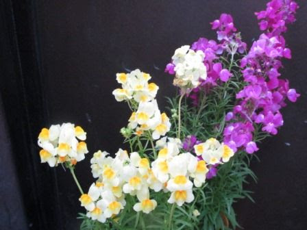 この花 リナリア って 言うんだって 四季おりおりの庭