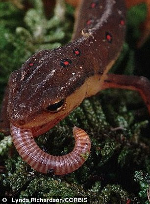 The video revealed that mudskippers combine the sucking method of fish with the grabbing tongue action of amphibians such as nexts, meaning they could reveal a missing evolutionary link