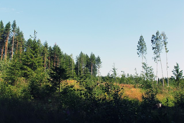 metsäaukea
